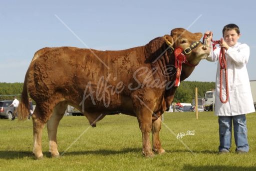 Rathkeeland Dylan, owned by R Crawford shown by Martin Rodgers